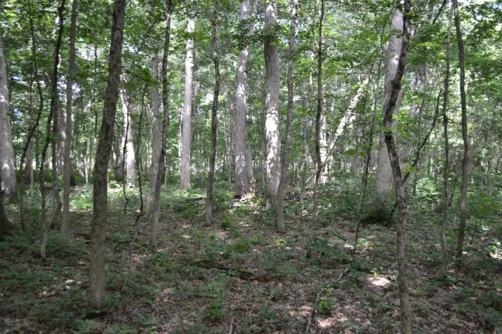 Picture 8
