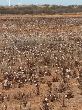 95.37 Acres Agricultural Land