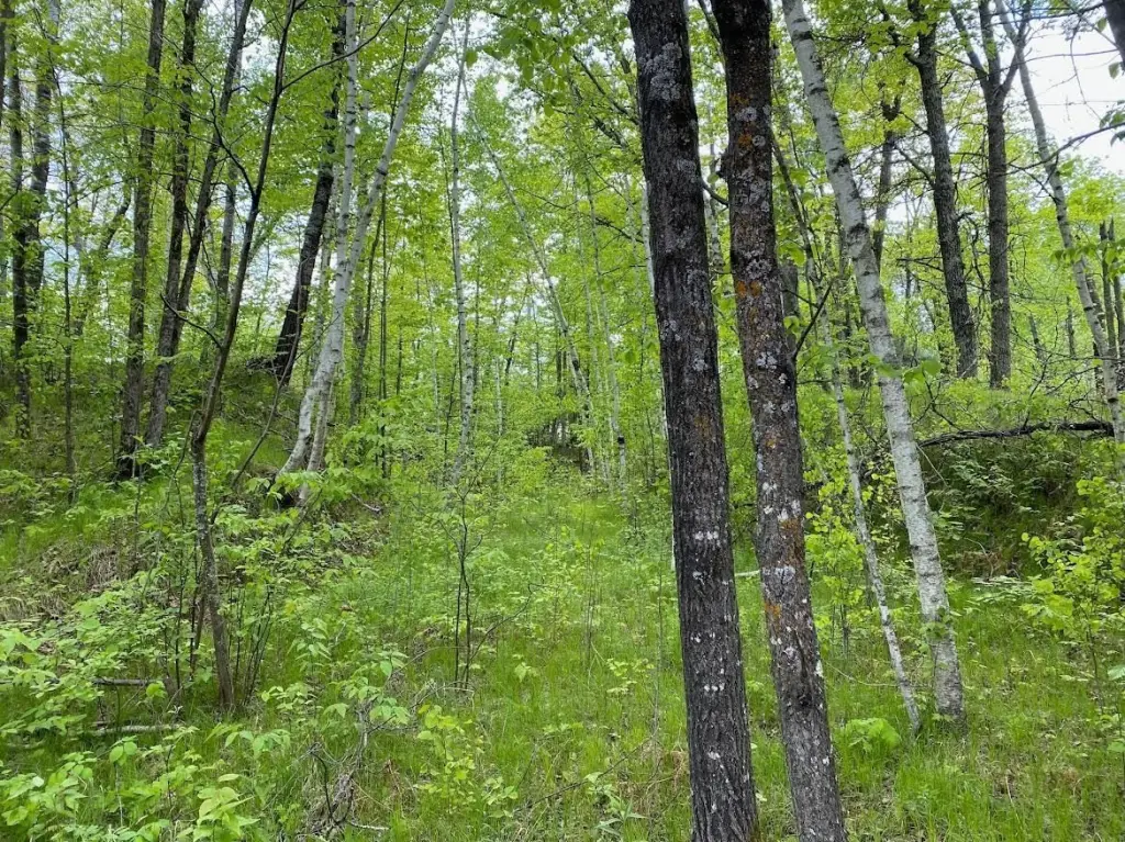 Picture 8