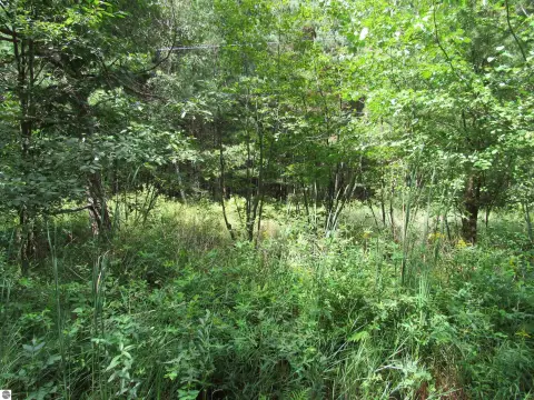 Wooded Land Parcel Near Tawas