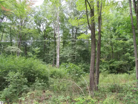 Wooded Land Parcel Near Tawas