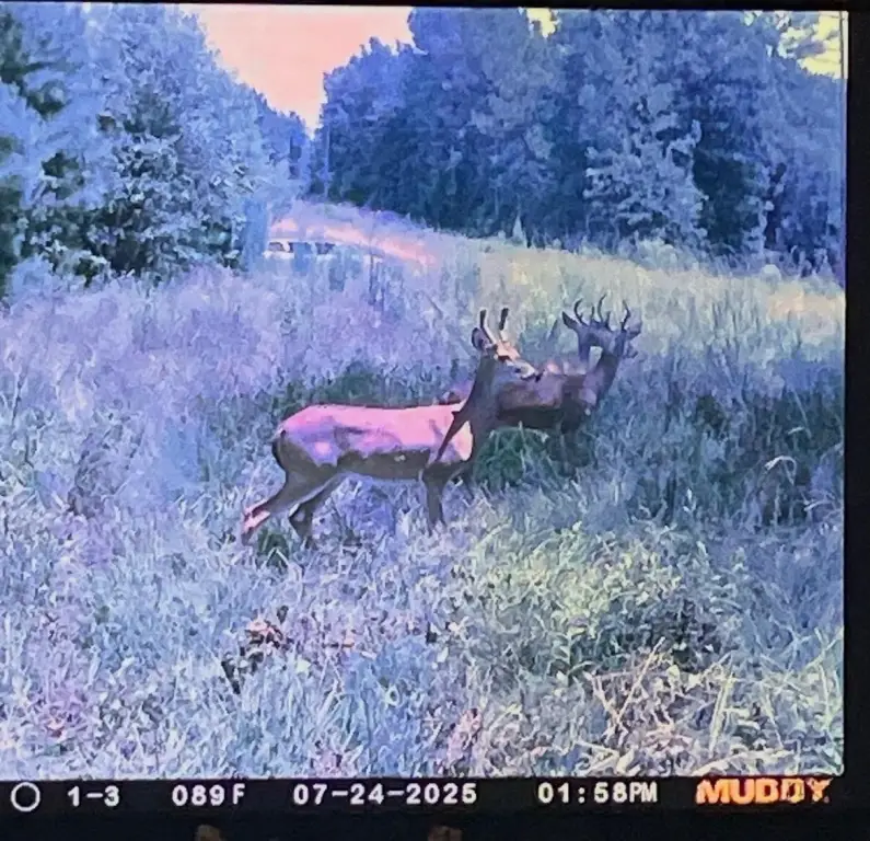 Picture 5