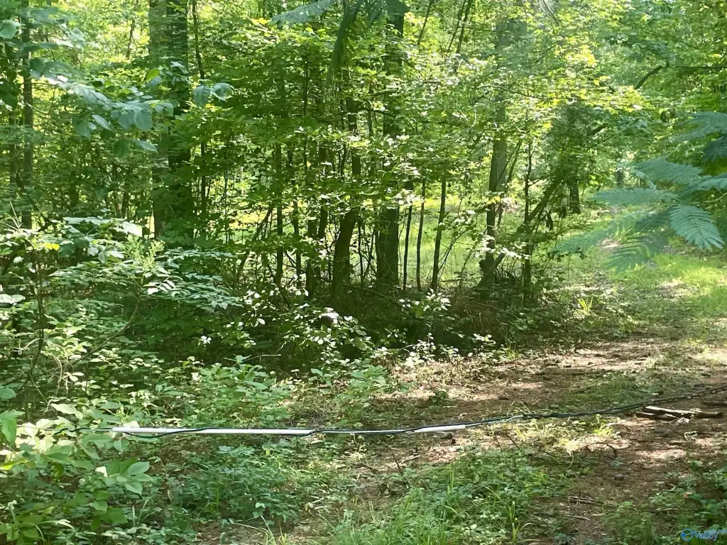 Picture 5