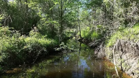 Lee County Ranch Land