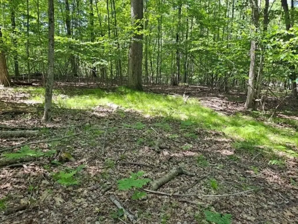 Picture 8