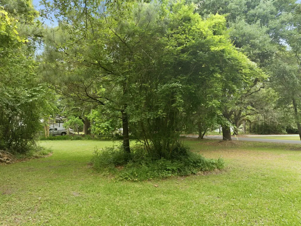 Picture 5