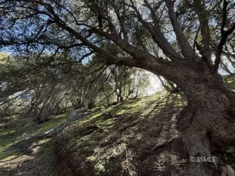 160 Acres Recreational Forestry Land