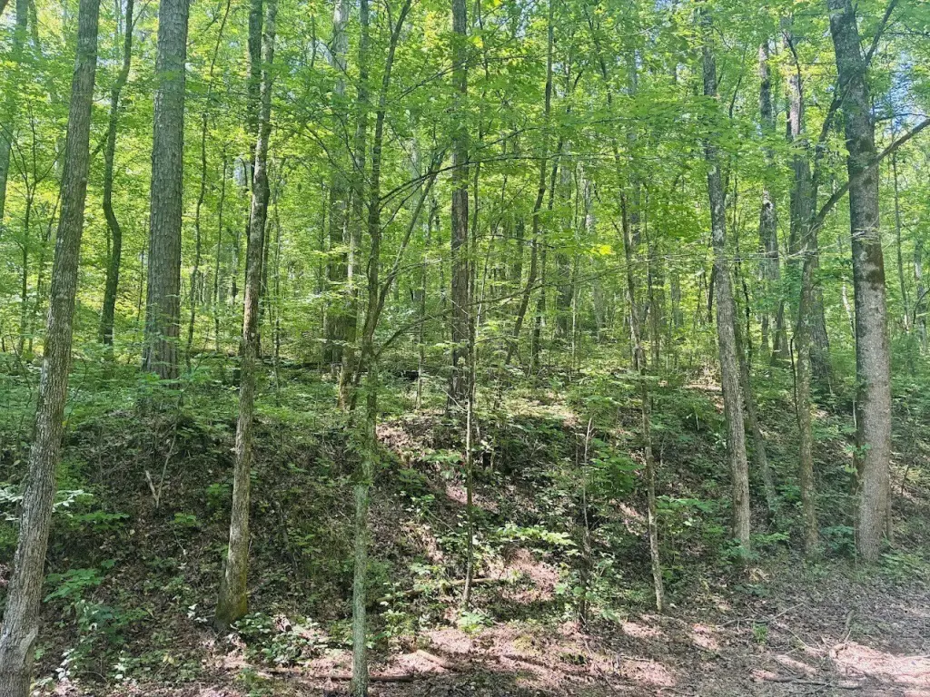 Picture 4
