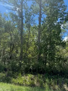 Vacant Land in Hastings, Florida
