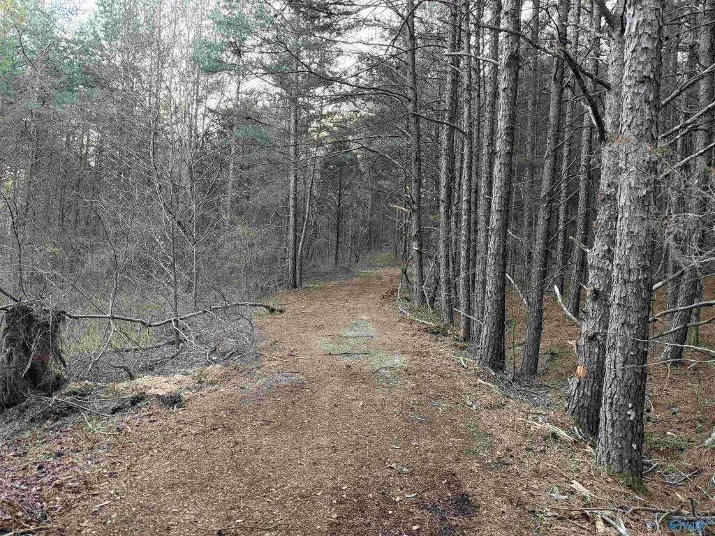 Picture 4