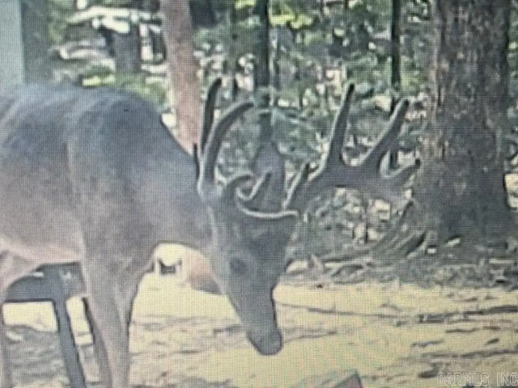 Picture 7
