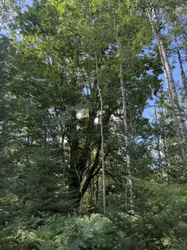 80 Acres of Land, Alpena