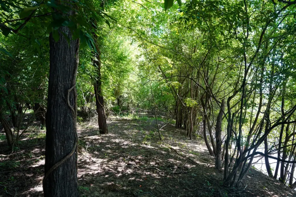 Picture 8