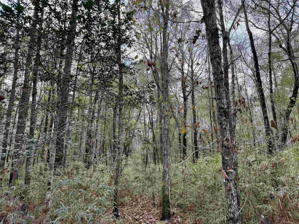 Picture 19