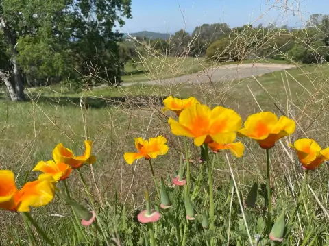 Scenic 5.6 Acres in Coarsegold