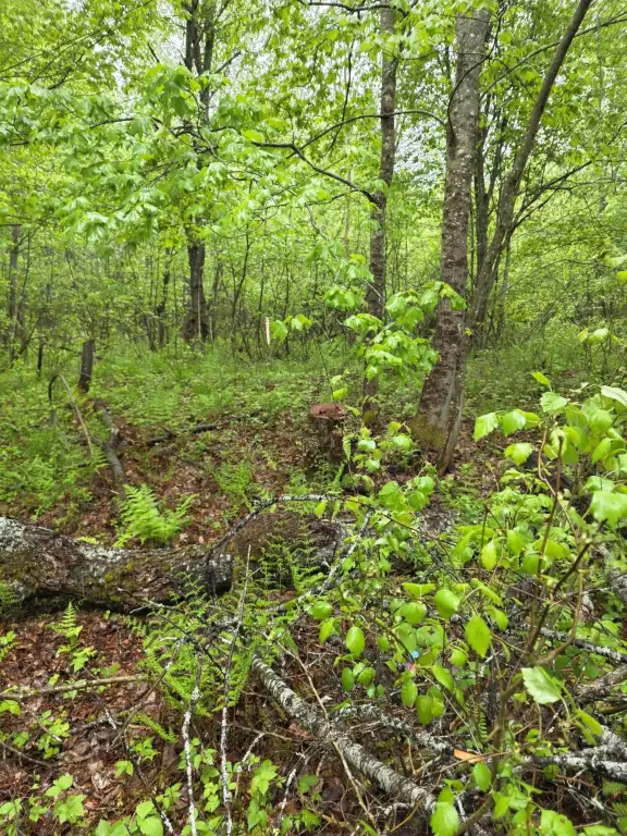Picture 13