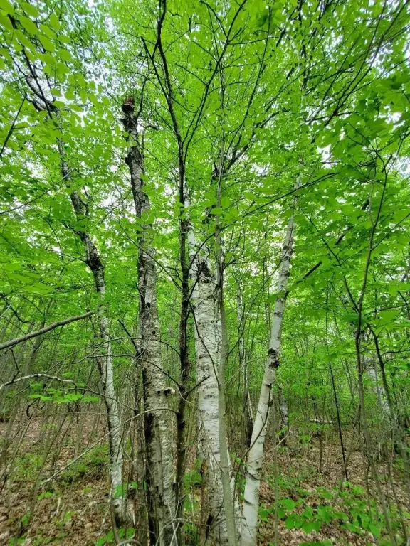 Picture 18