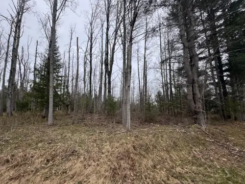 Wooded Lot Near Burt Lake