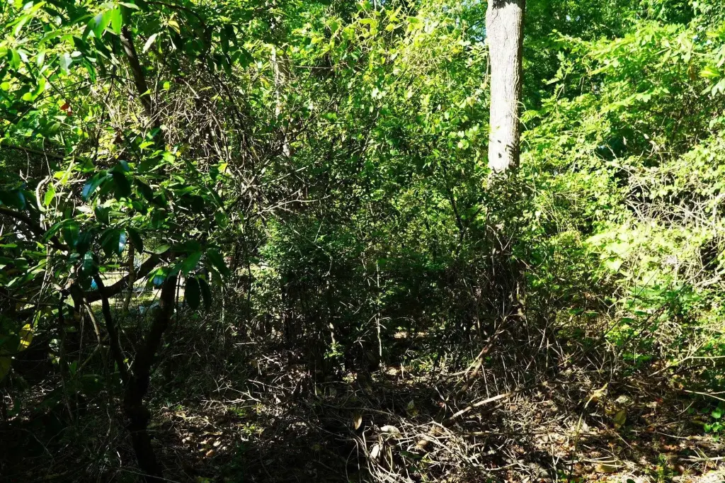 Picture 18