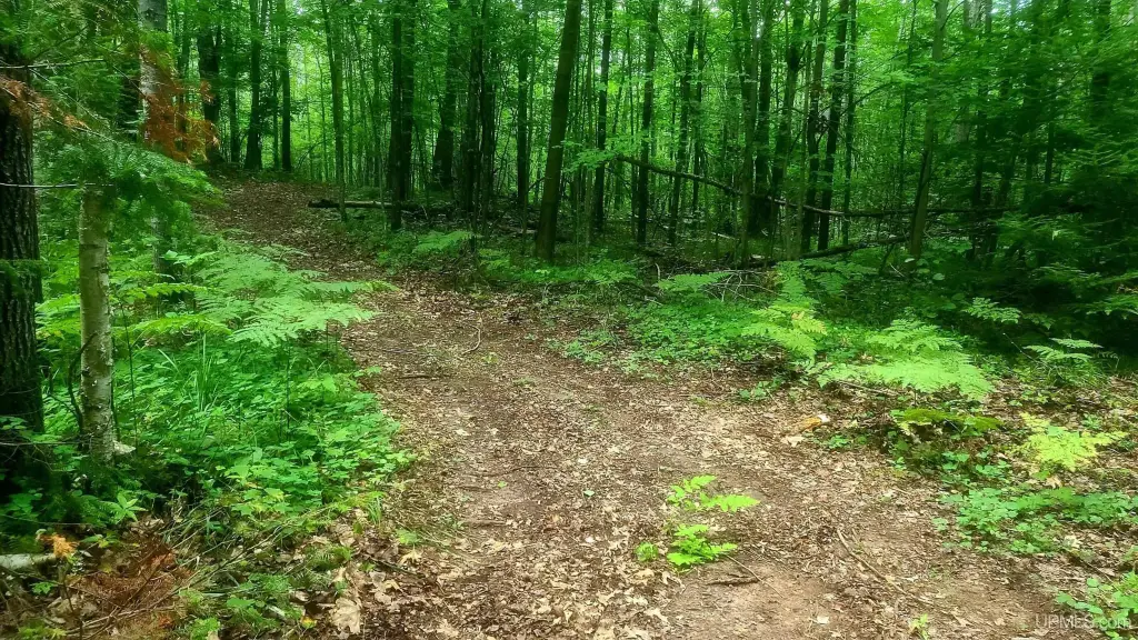 Picture 5