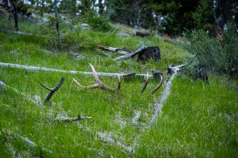 Diverse Hunting Ranch with Cabin