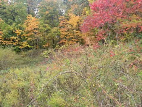 Residential Land in Lawton, MI