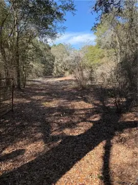 Unrestricted Acreage in Hortense, Georgia