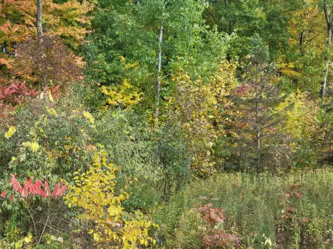 Residential Land in Lawton, MI
