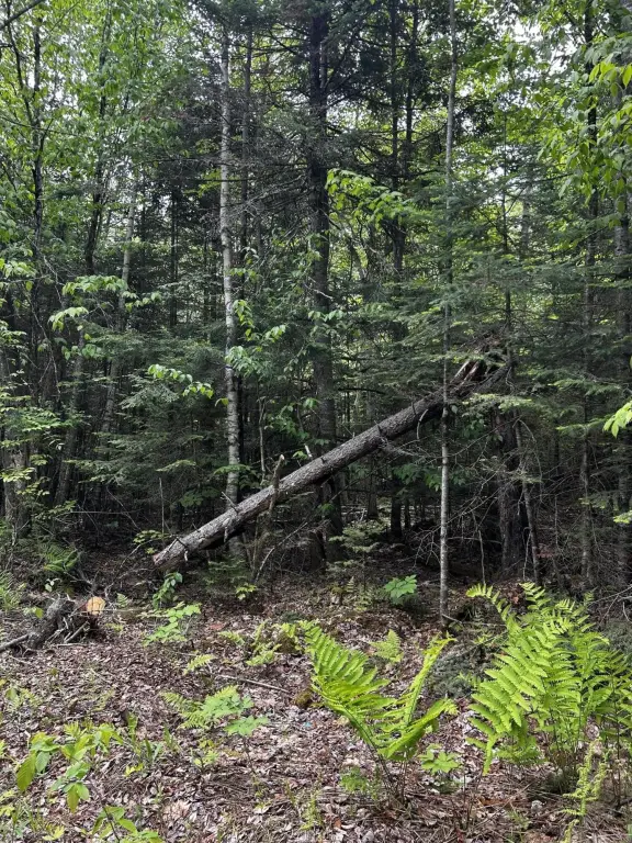 Picture 4