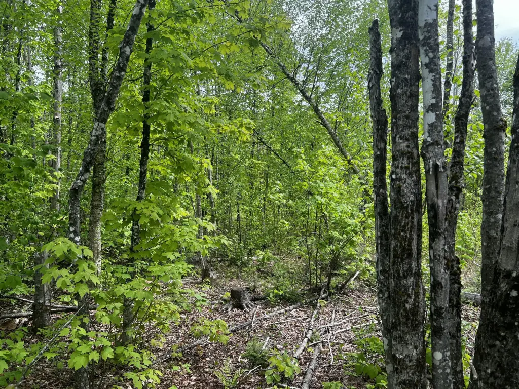 Picture 19