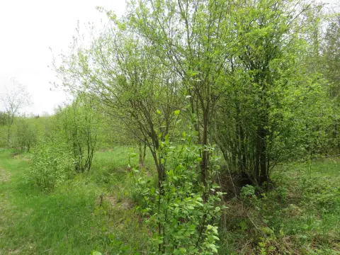Recreational Land Near Ottawa Forest