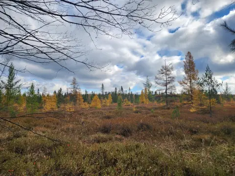 Vacant Land in Lake, MI