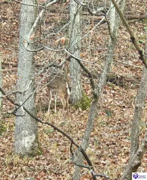 31 Acres Hunting and Nature