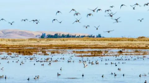 Historic Duck Club in Benicia