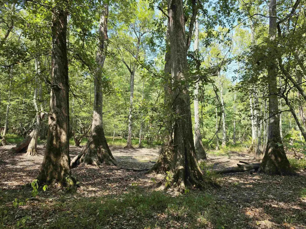Picture 8