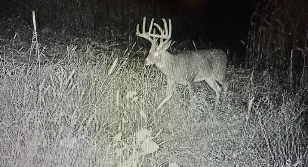Picture 18
