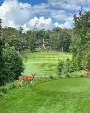 Old Toccoa Farm Homesite