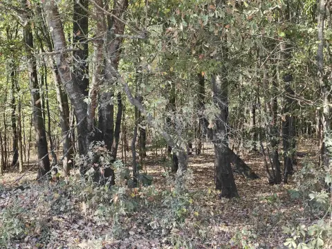 Wooded Hunting Land