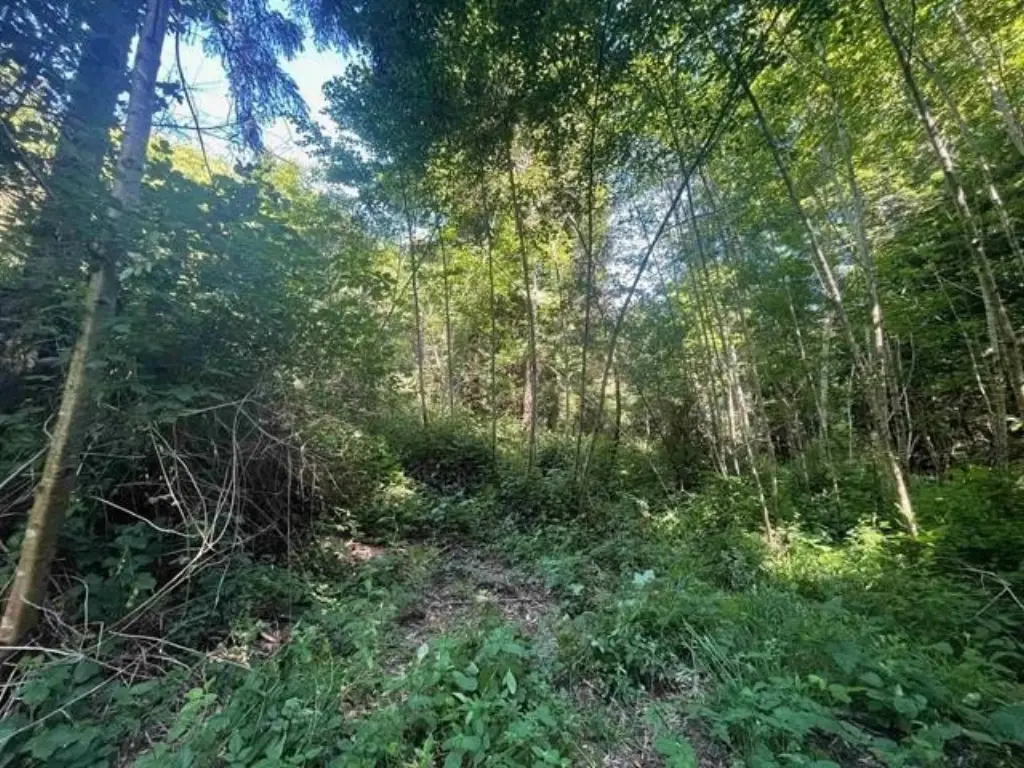 Picture 5
