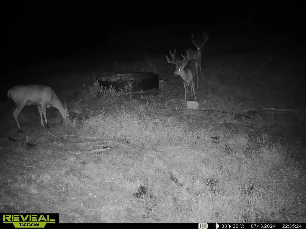 Picture 5