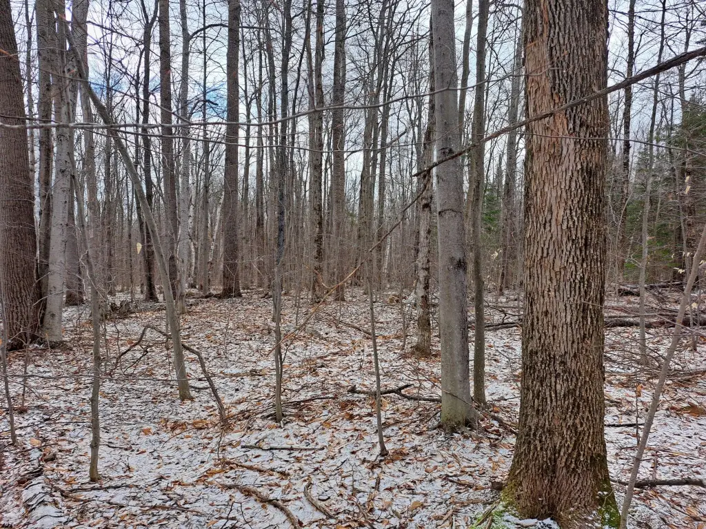 Picture 21
