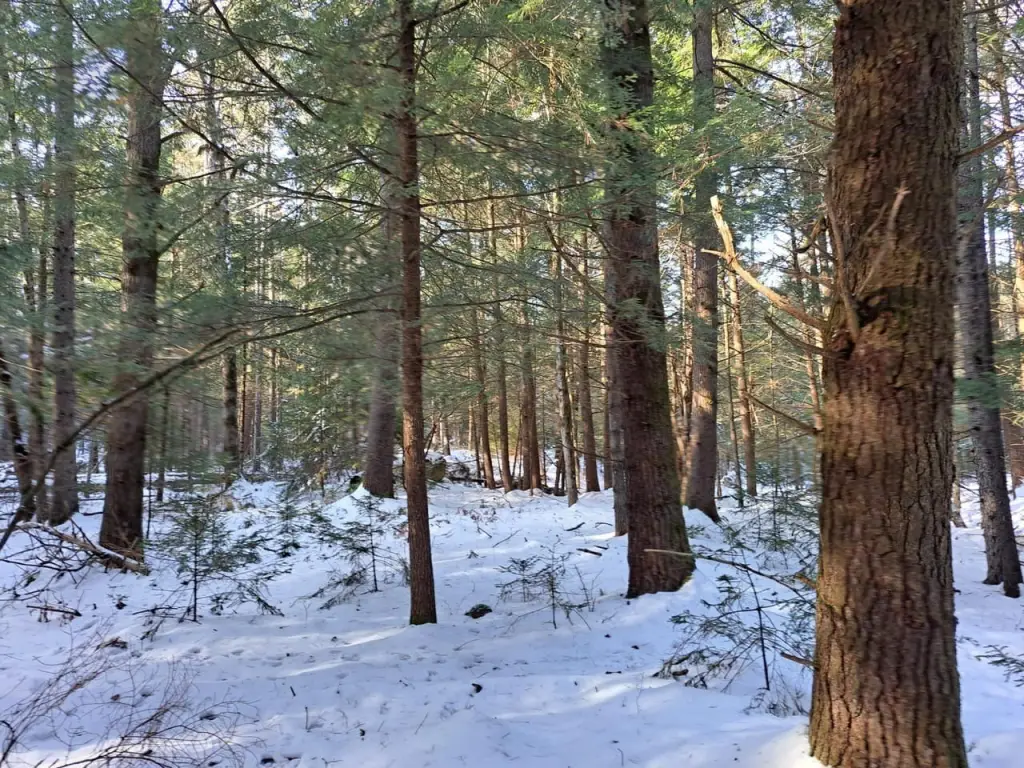 Picture 7