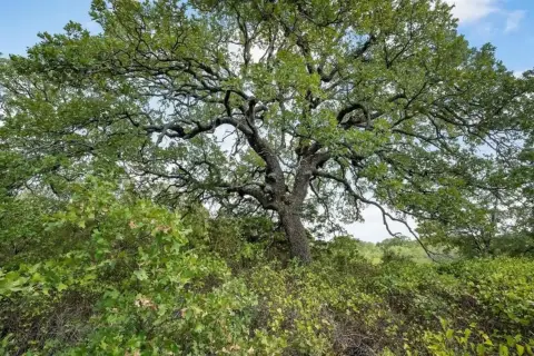 Perrin, TX 10-Acre Land