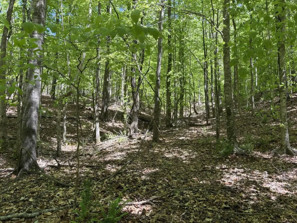 Picture 15