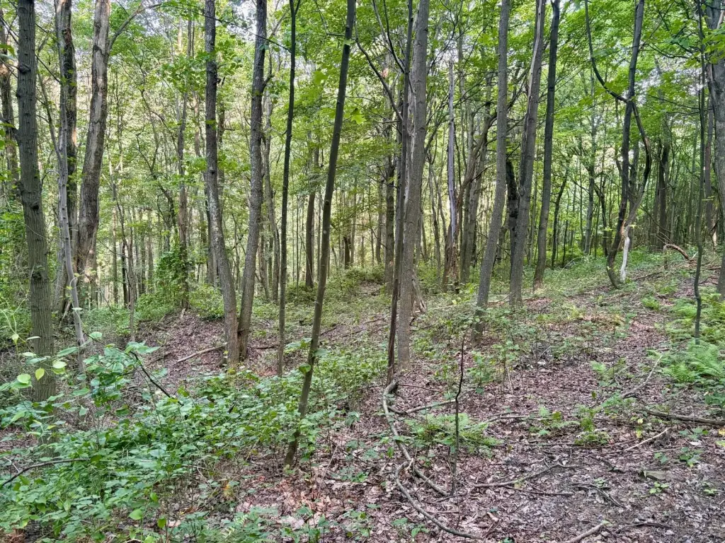 Picture 25
