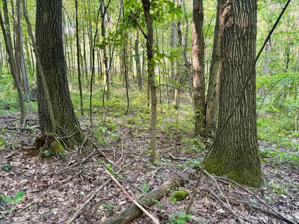 Picture 36