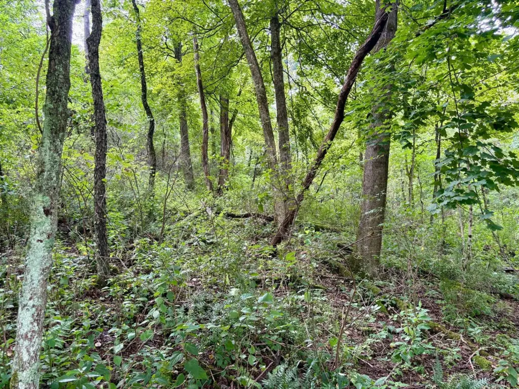 Picture 29