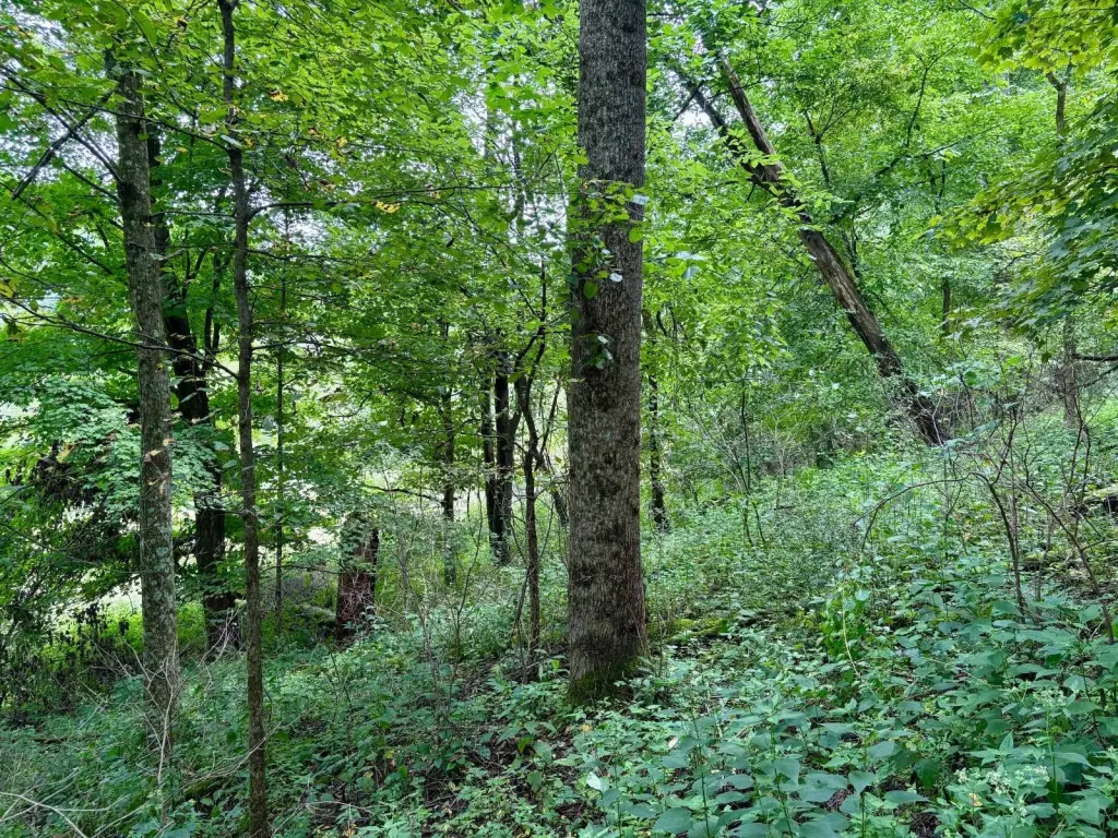 Picture 42