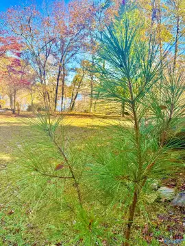 Lakefront Lot for Dream Home