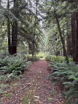 Crescent City Buildable Lot